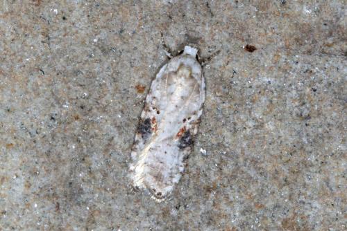 Réf. 357 488 : Agonopterix alstromeriana